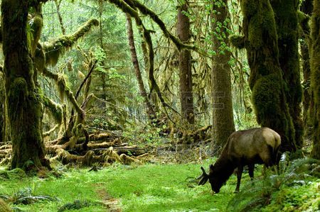 Plants and Animals - The Temperate Rainforest